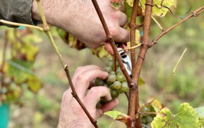 Les 130 : Troisièmes vendanges pour le collectif des Ch’tis vignerons